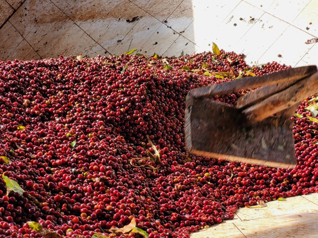 Chelbesa coffee cherries